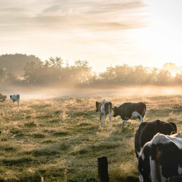 Duedilatte - Fibre filati e tessuti naturali - Cows