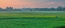 Duedilatte - Fibre filati e tessuti naturali - Rice Plantations