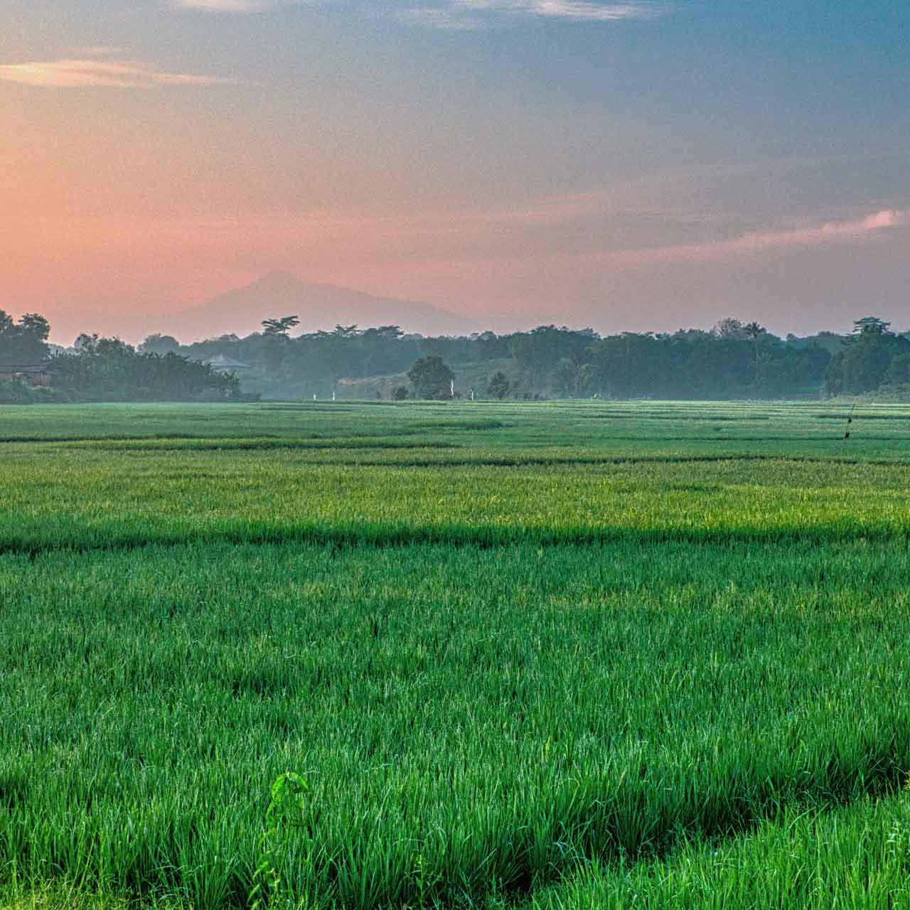 Duedilatte - Natural fibres, yarns and fabrics - Rice Plantations