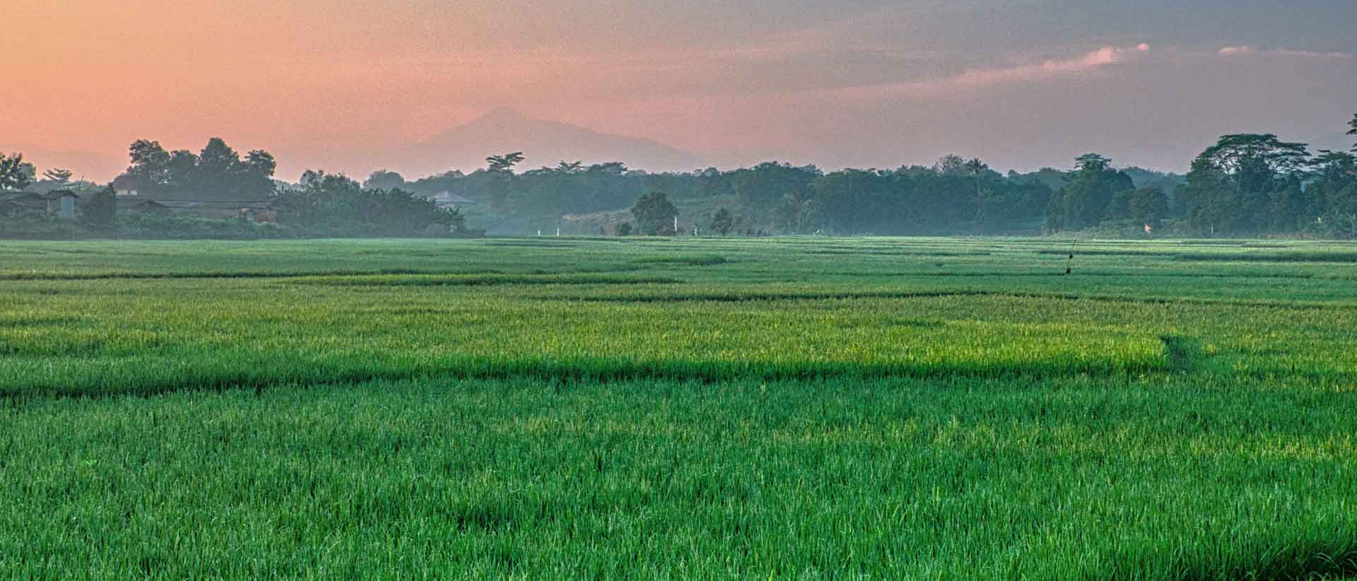 Duedilatte - Natural fibres, yarns and fabrics - Rice Plantations