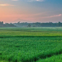 Duedilatte - Natural fibres, yarns and fabrics - Rice Plantations